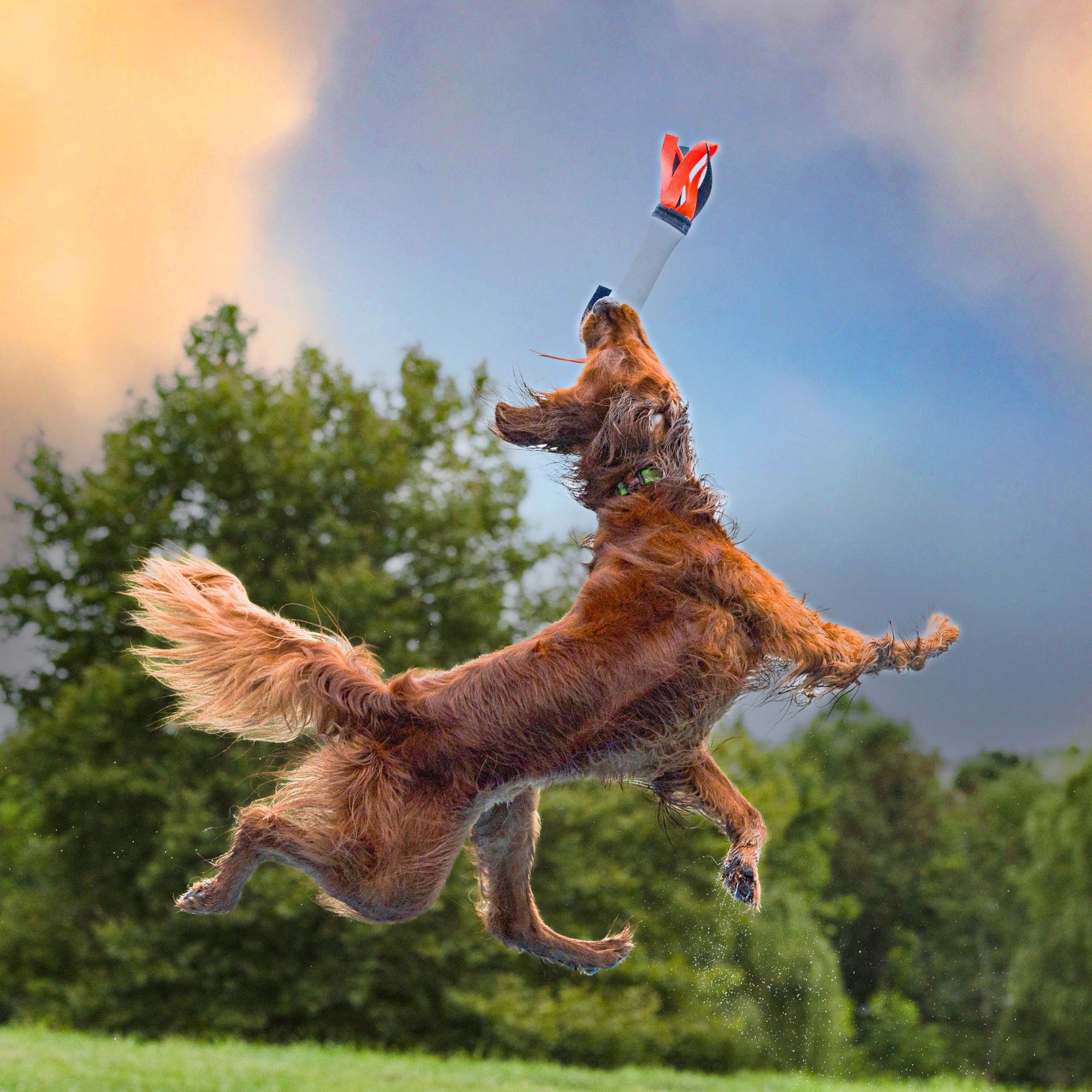 Dock diving action photography at Splash Town Warwick